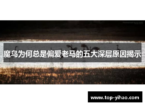 魔鸟为何总是偏爱老马的五大深层原因揭示